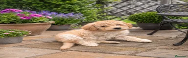Labradoodle 3