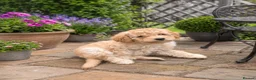 Labradoodle dogs for sale: Multi generation miniature Labradoodle - Advert 4