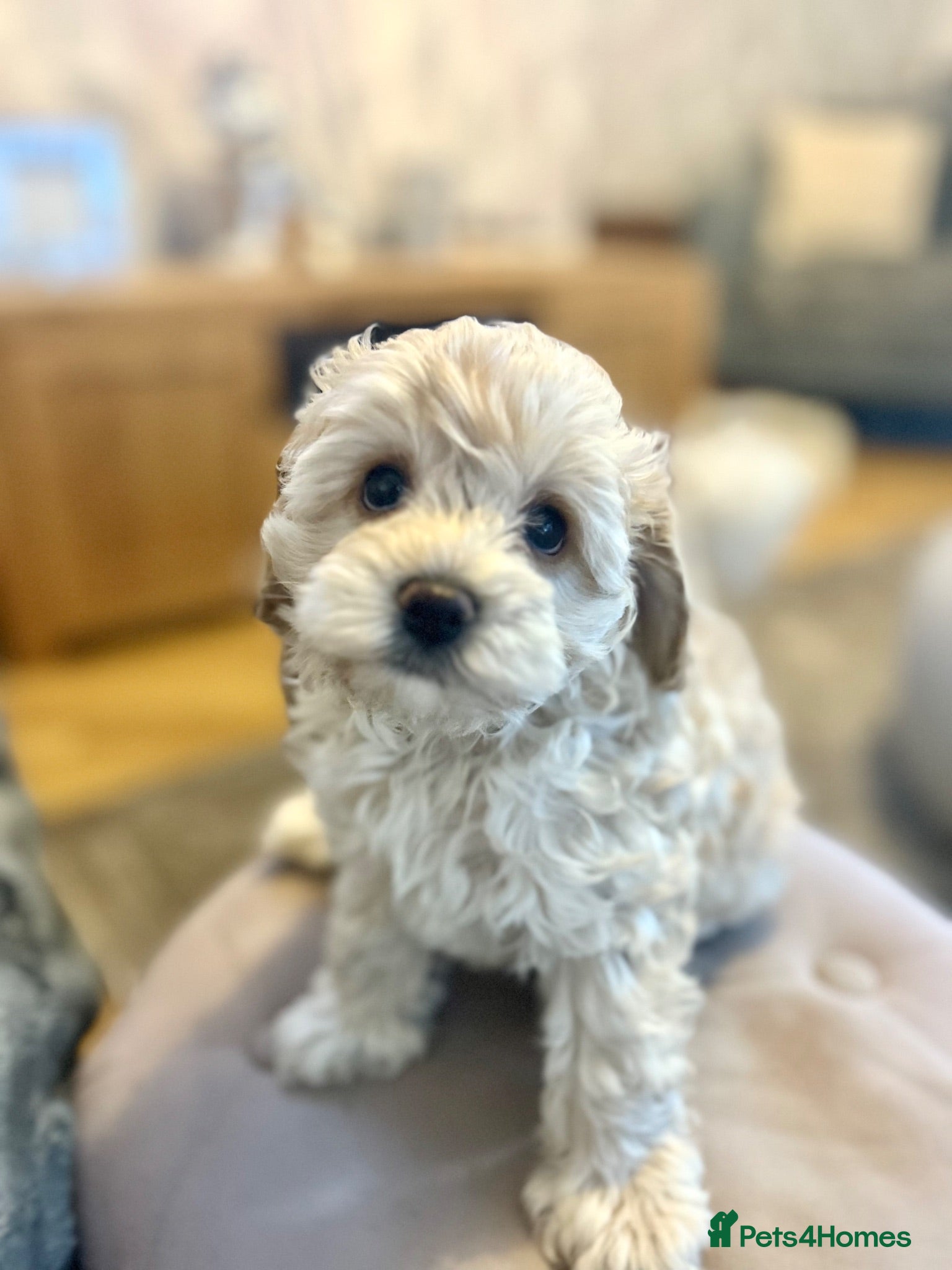 Cavapoochon dogs Cavapoochon puppies looking for loving homes  - Advert 2