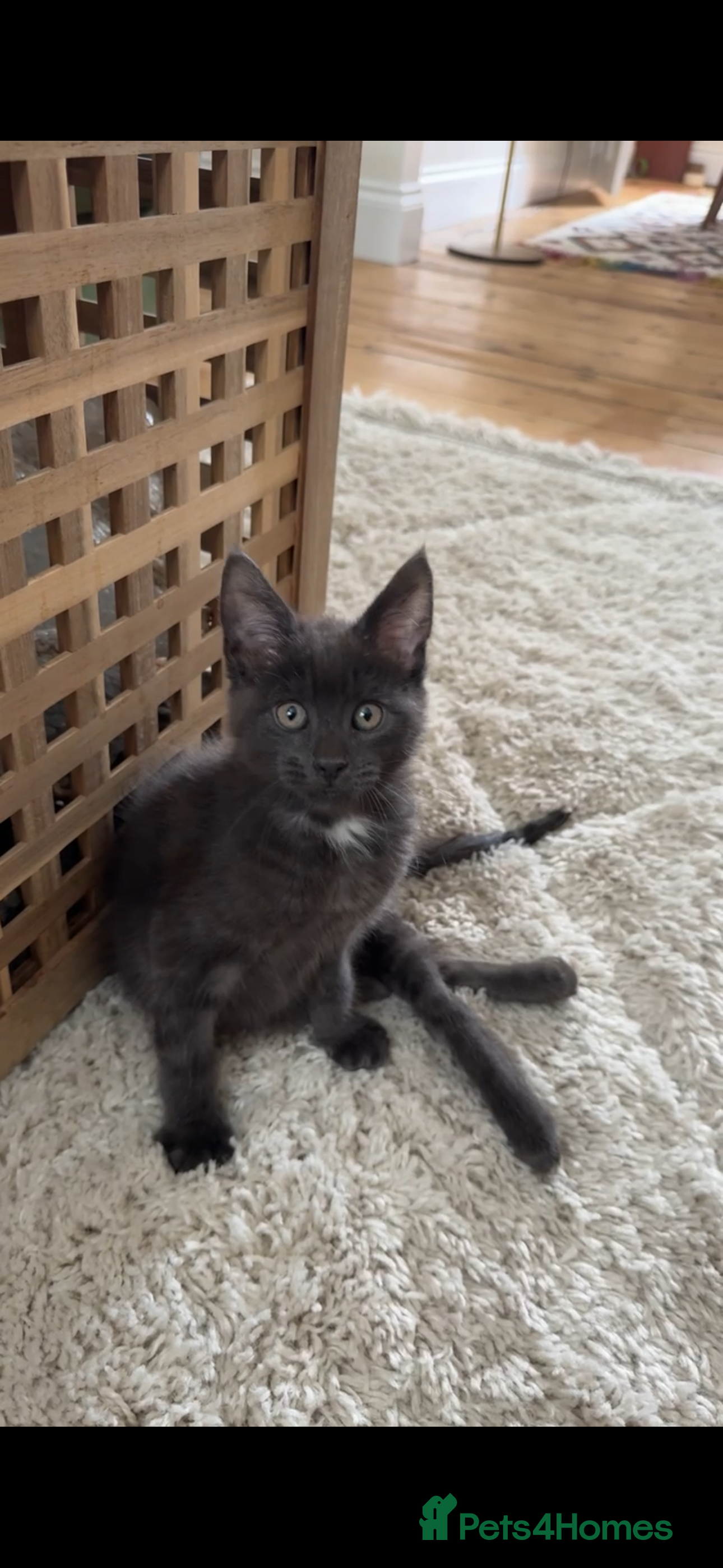 Mixed Breed cats 🐾 Amil – Rescue Cat (He Needs Special Care) 🐾 - Advert 9