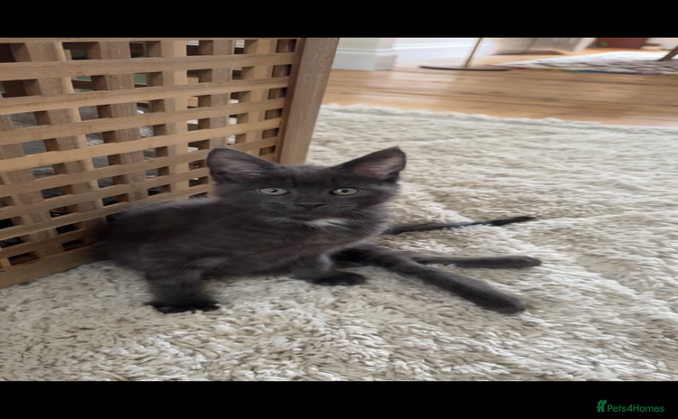 Mixed Breed cats - Advert 6