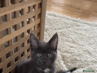 Mixed Breed cats - Advert 20