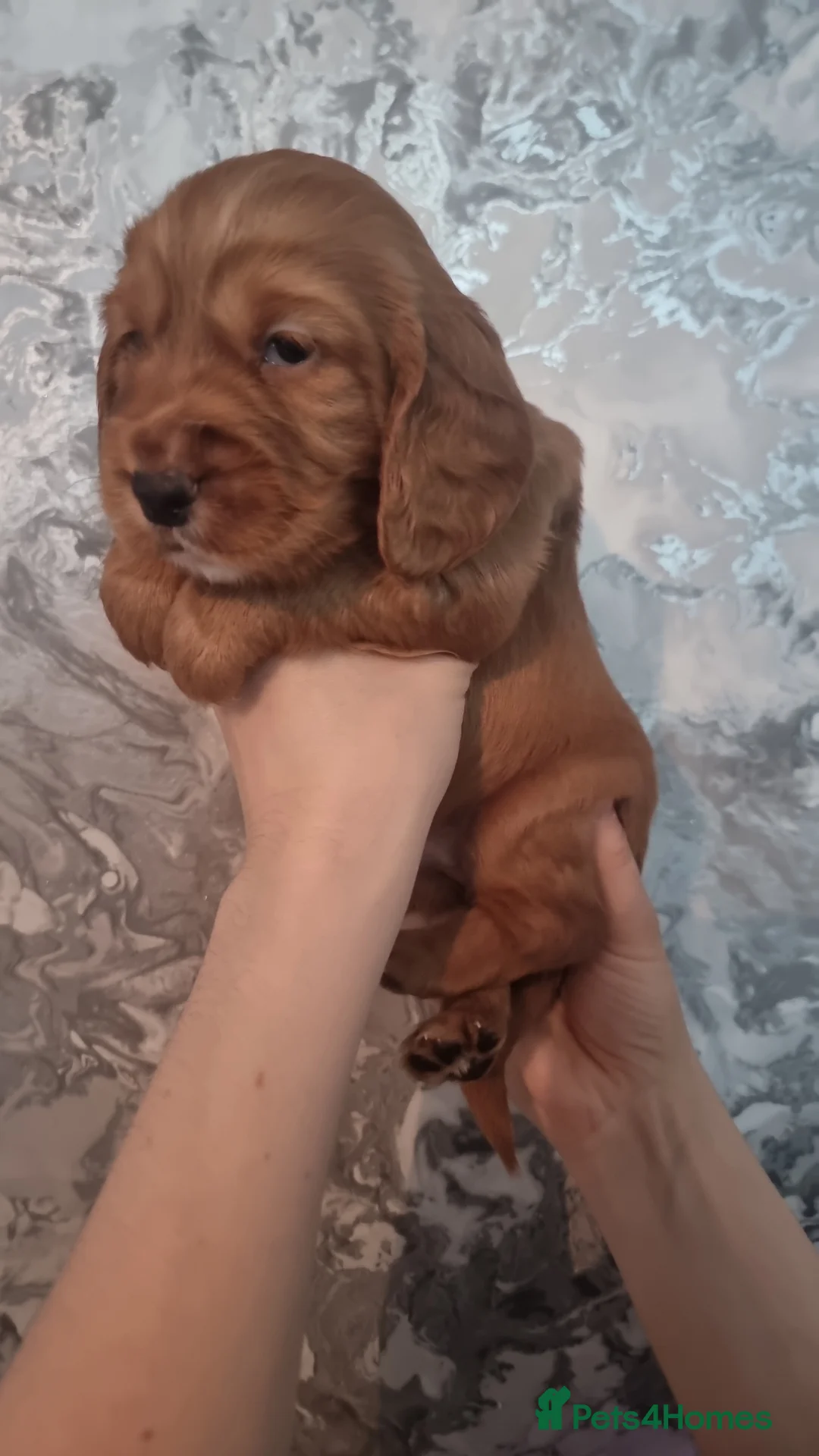 Cocker Spaniel dogs for sale: Cocker spaniels - Advert 19