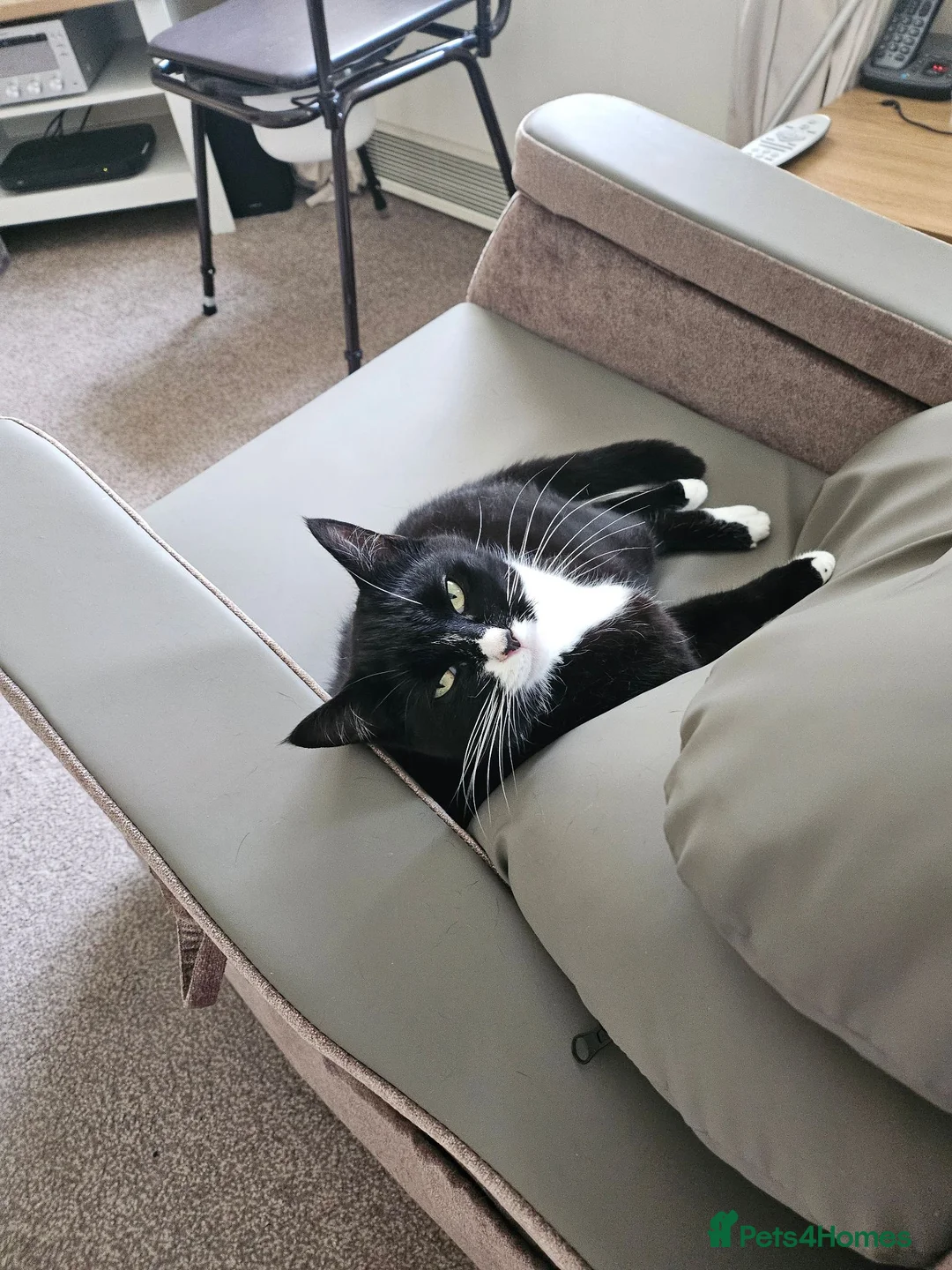 Mixed Breed cats for sale: Raven - Advert 2