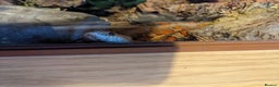 Corn Snake reptiles for sale: Adult corn snake - Advert 1