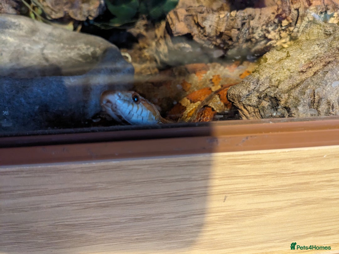 Corn Snake reptiles for sale: Adult corn snake - Advert 1
