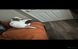 Basset Hound dogs for sale: 1 male and 1 female basset hounds - Advert 3