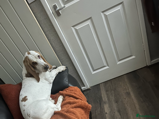 Basset Hound dogs 1 male basset hound aged 2 - Advert 4