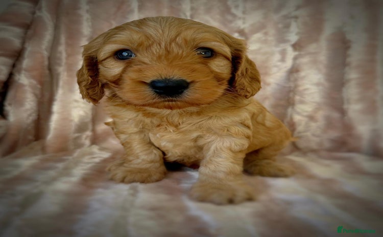 Cockapoo dogs - Advert 13