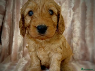 Cockapoo dogs - Advert 3