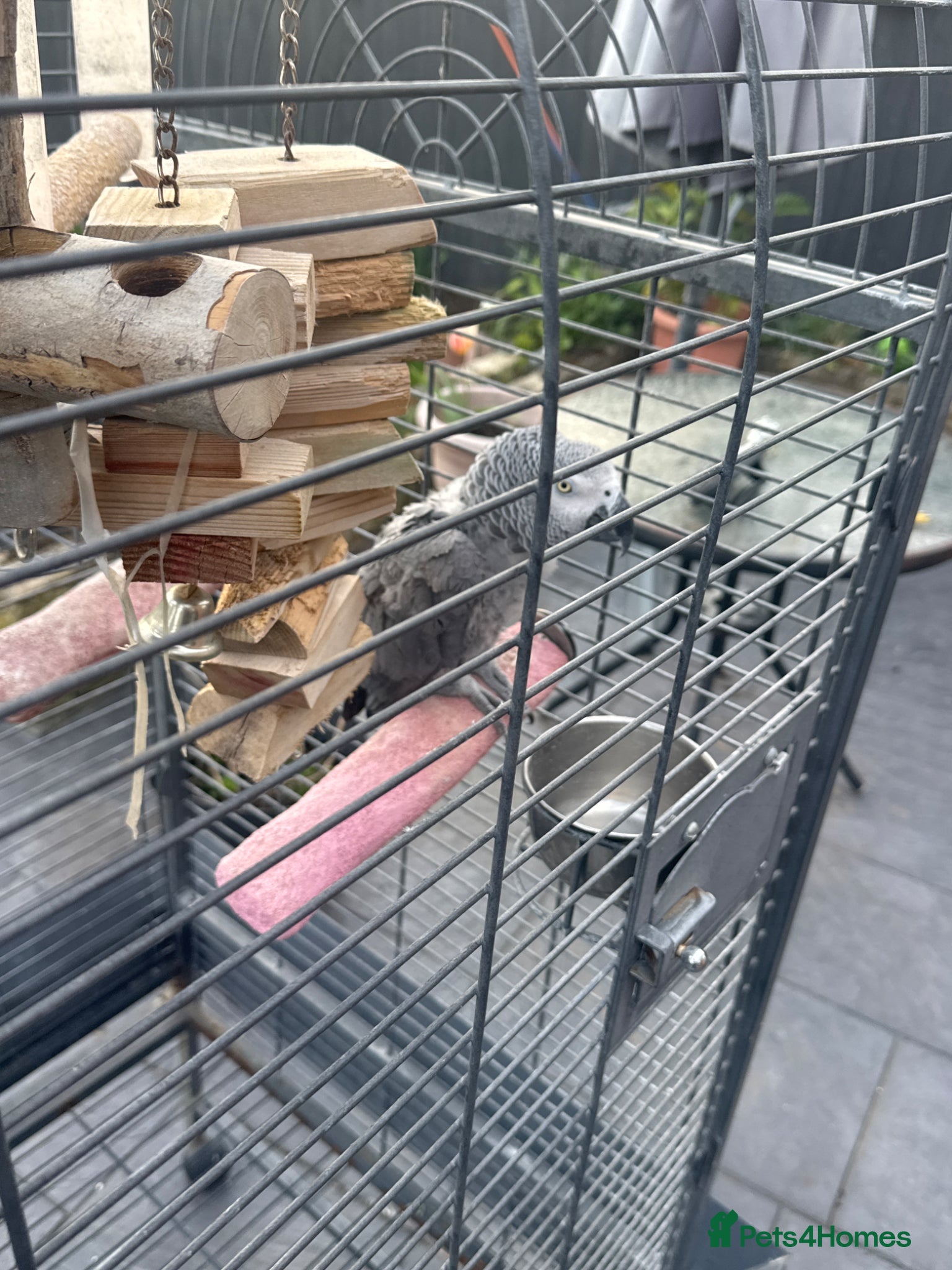 Parrots birds Smokey  - Advert 2