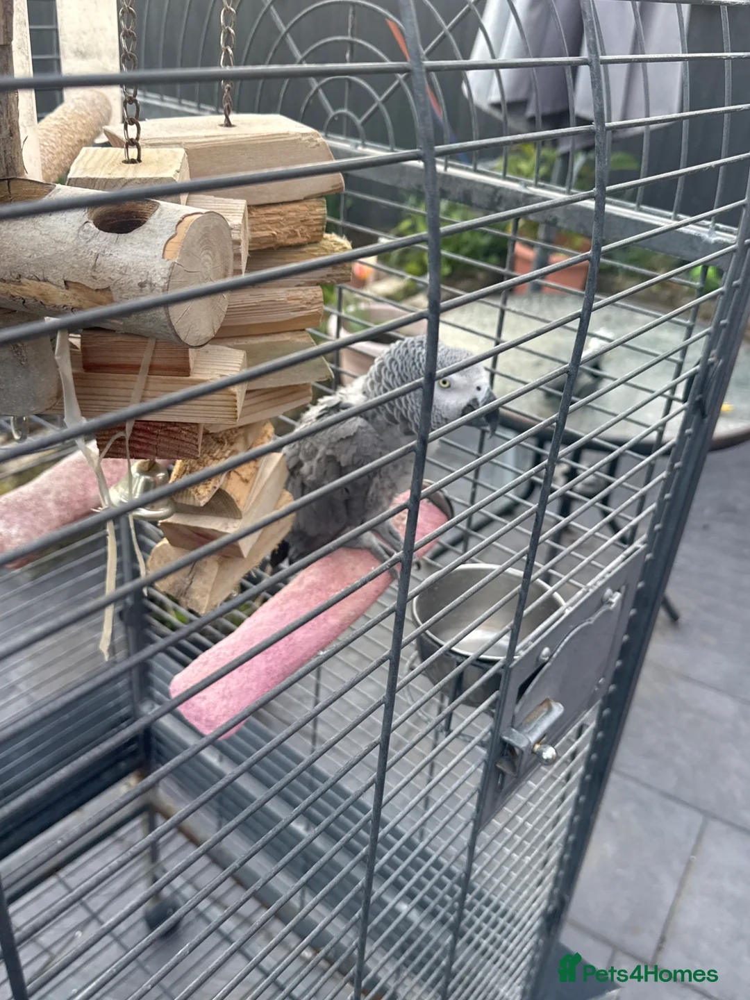 Parrots birds for sale: Smokey  - Advert 2