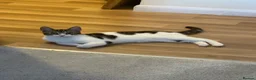 Mixed Breed cats for sale: Sushi - female (7 months) - Advert 5
