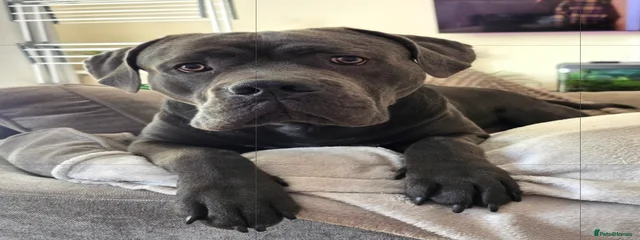 Zeus