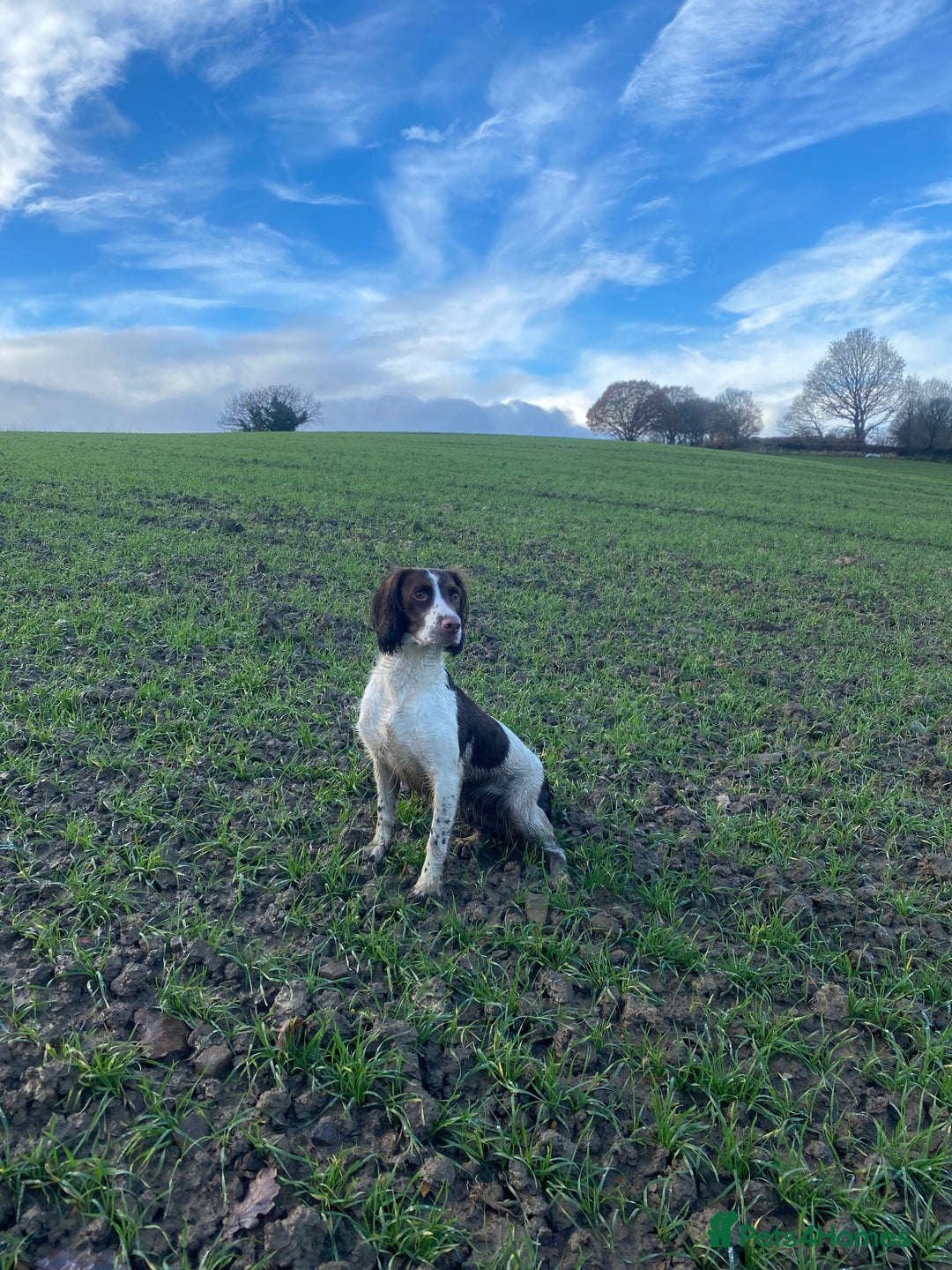 English Springer Spaniel dogs for sale: Exceptional Working Lines - Advert 1