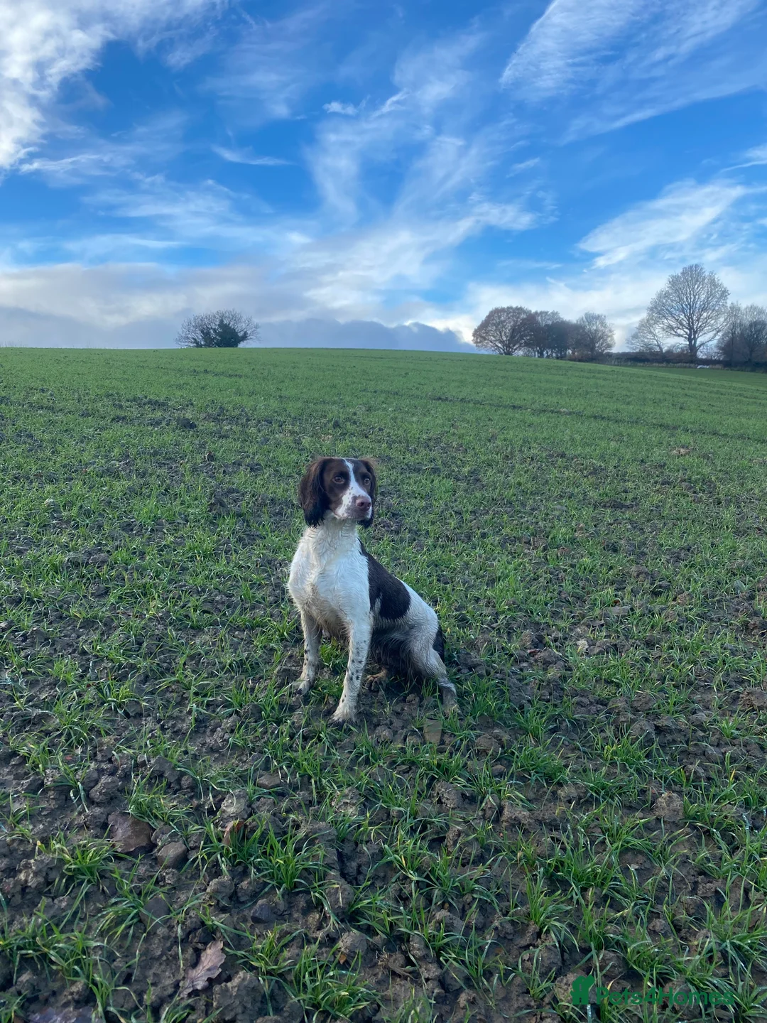 English Springer Spaniel dogs for sale: Exceptional Working Lines - Advert 1
