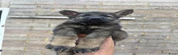 German Shepherd dogs for sale: German Shepherd puppies for sale!!! in Luton - Advert 4