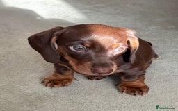 Miniature Dachshund dogs for sale: Reggie and Walter  - Advert 7