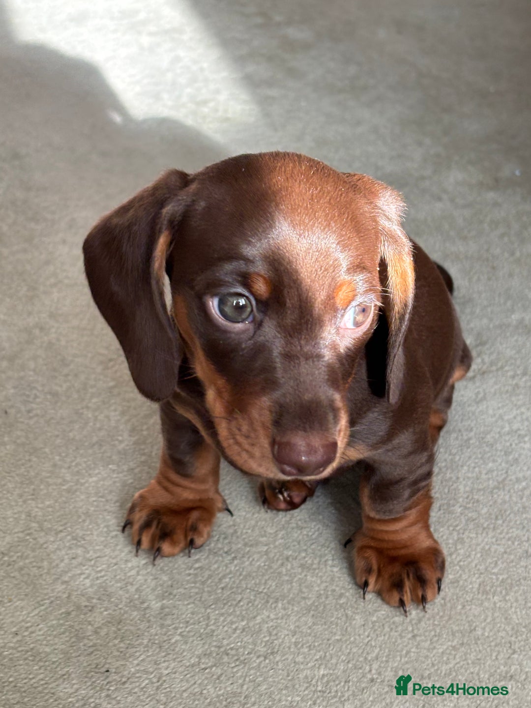 Miniature Dachshund dogs for sale: Reggie and Walter  - Advert 7