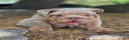 English Bulldog dogs for sale: Mr Muscles litter English Bulldogs - Advert 14