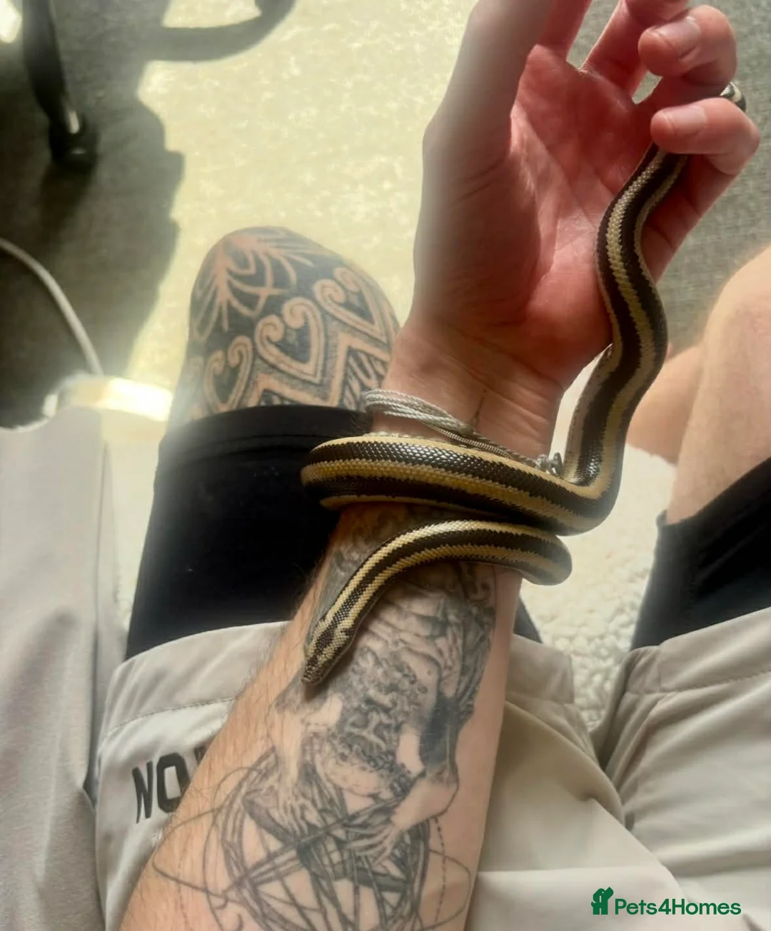 Boa Snake reptiles for sale: Mexican Rosy Boa  in Southsea - Advert 2