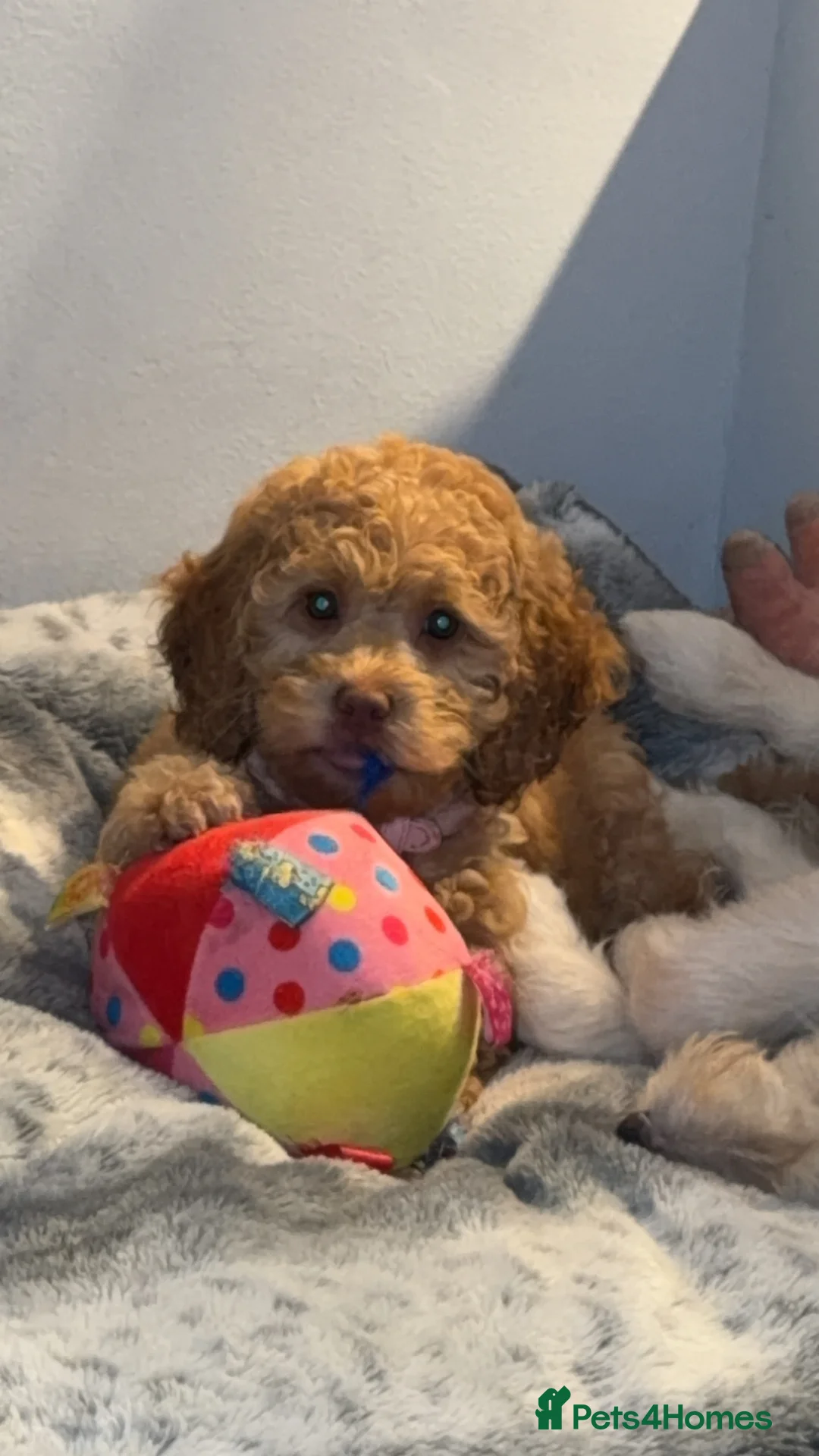 Cockapoo dogs for sale: Female cockapoo - Advert 3