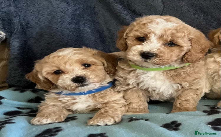 Poochon dogs - Advert 1