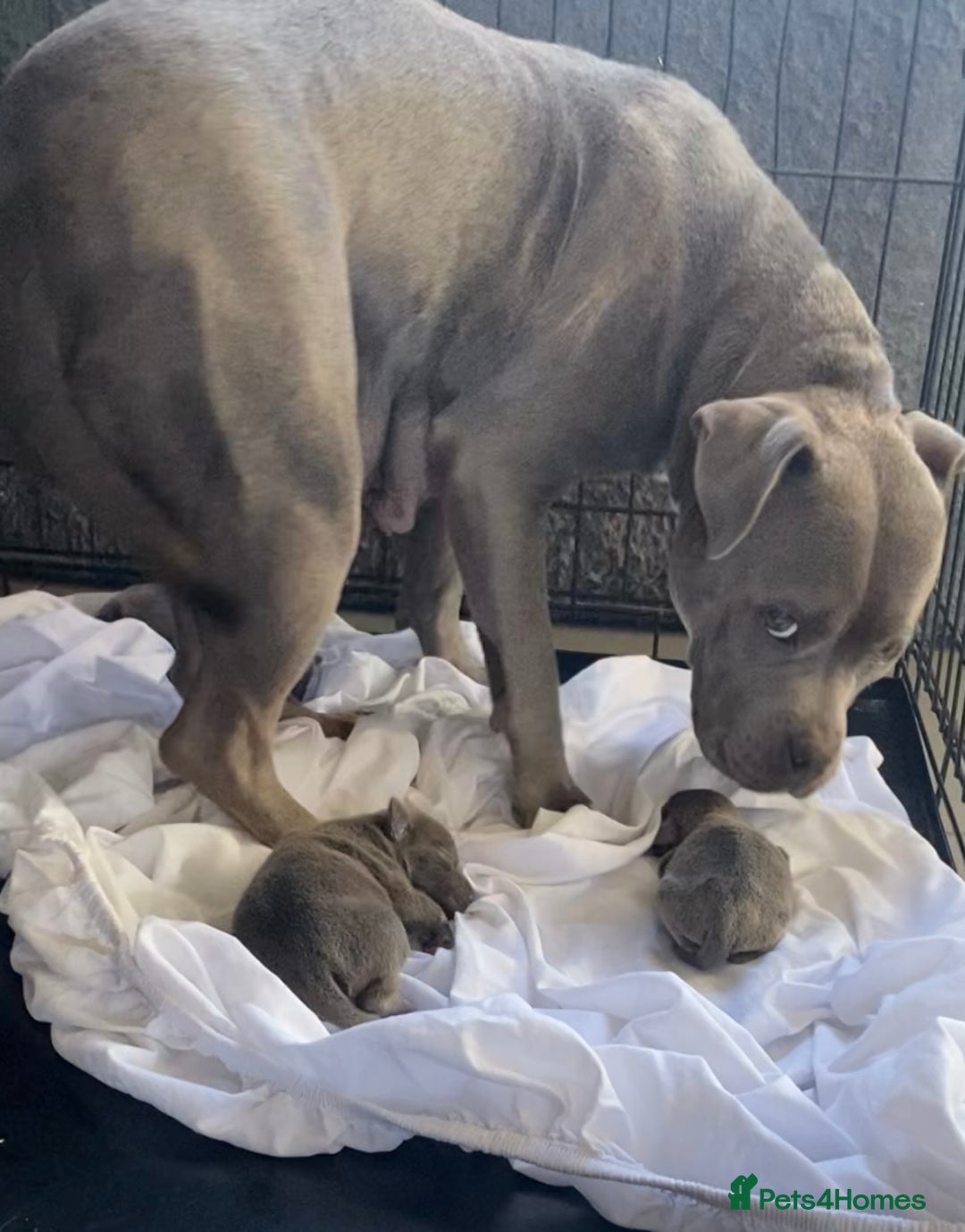 Staffordshire Bull Terrier dogs for sale: Blue Stafford puppies - Image 1