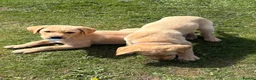 Labrador Retriever dogs for sale: Gorgeous Yellow KC Labs - Advert 8