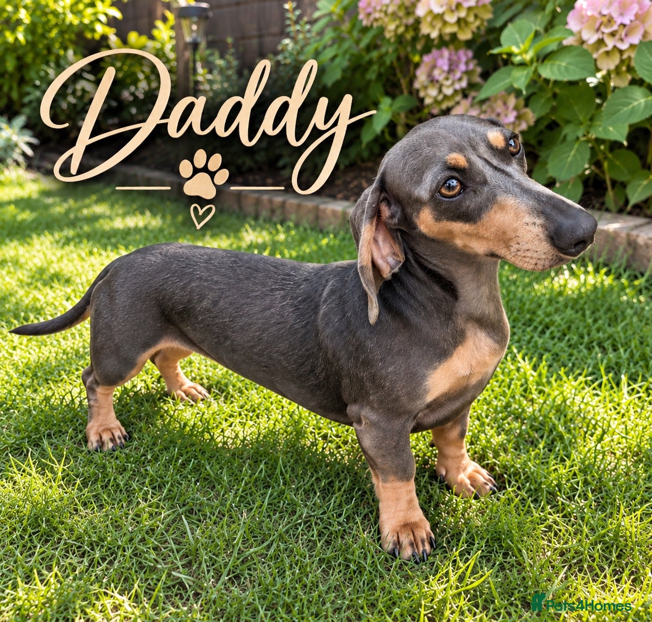 Miniature Dachshund dogs Miniature dachshund puppies - Advert 2