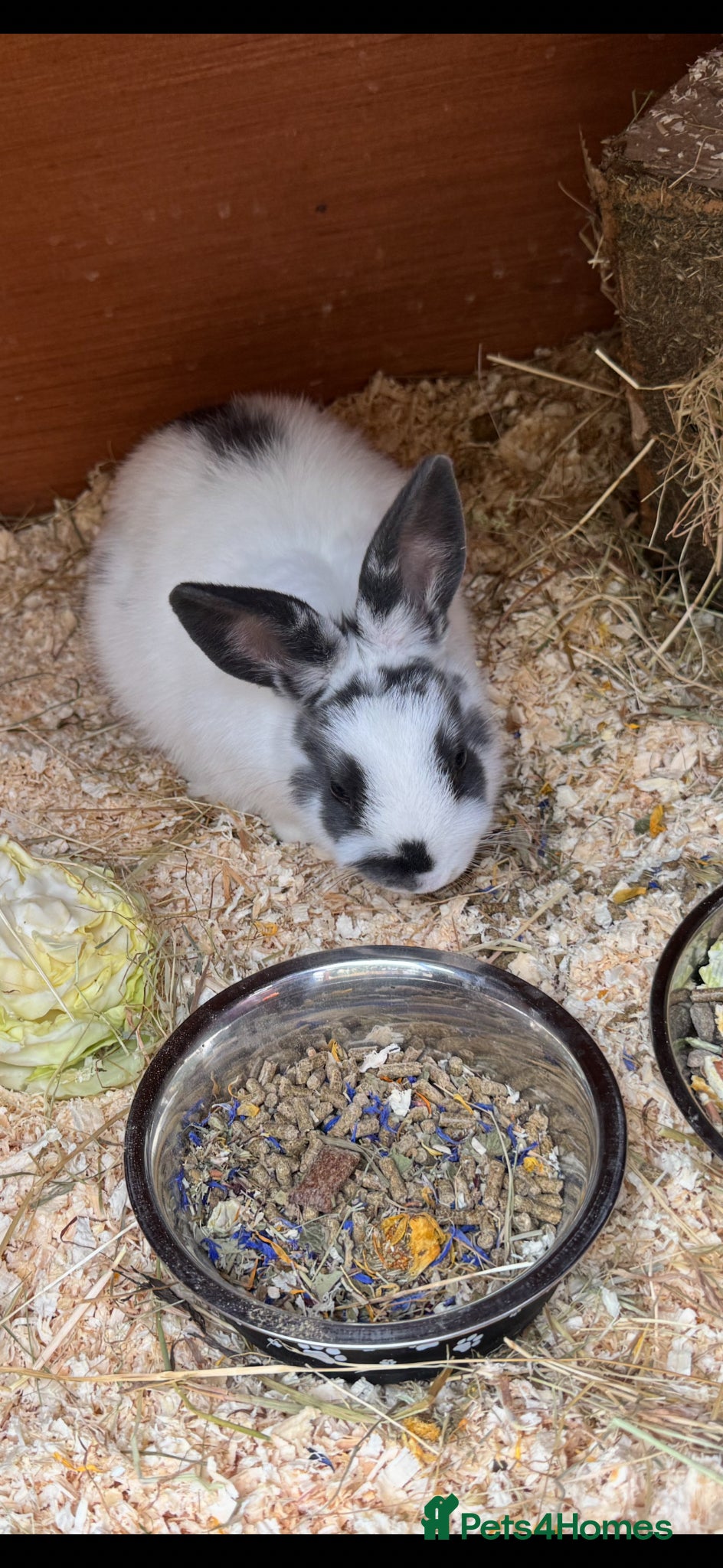 Mixed Breed rabbits Baby Rabbits  - Advert 9