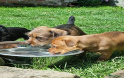 Mixed Breed dogs for sale: Gorgeous Jack Russell x Norfolk terrier pups  - Image 13