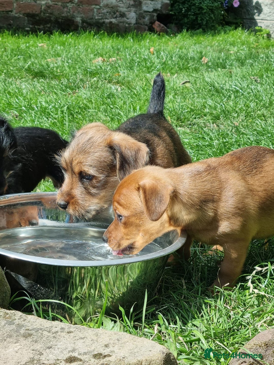Mixed Breed dogs for sale: Gorgeous Jack Russell x Norfolk terrier pups  - Image 13