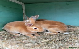 Rex rabbits for sale: 1 beautiful mini Rex left - Image 7
