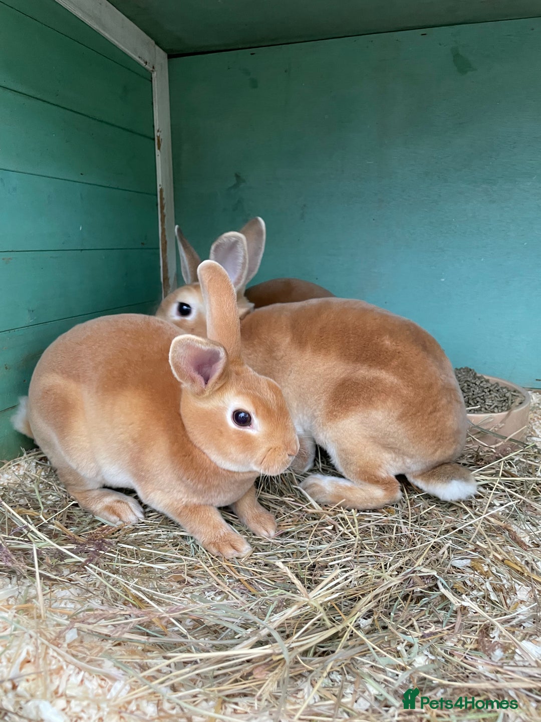 Rex rabbits for sale: 1 beautiful mini Rex left - Image 7
