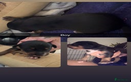 Mixed Breed dogs for sale: 7 Lurcher x collie  - Image 5