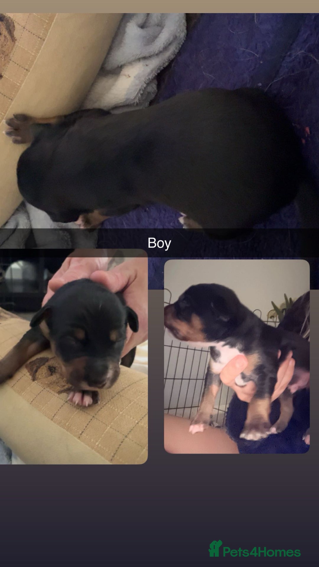 Mixed Breed dogs for sale: 7 Lurcher x collie  - Image 5