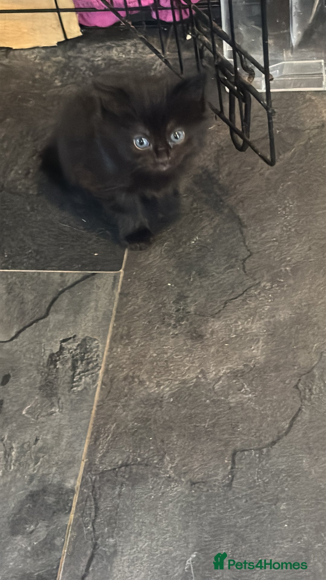 Mixed Breed cats for sale: 3 Cute kittens ready ASAP £100 - Image 7
