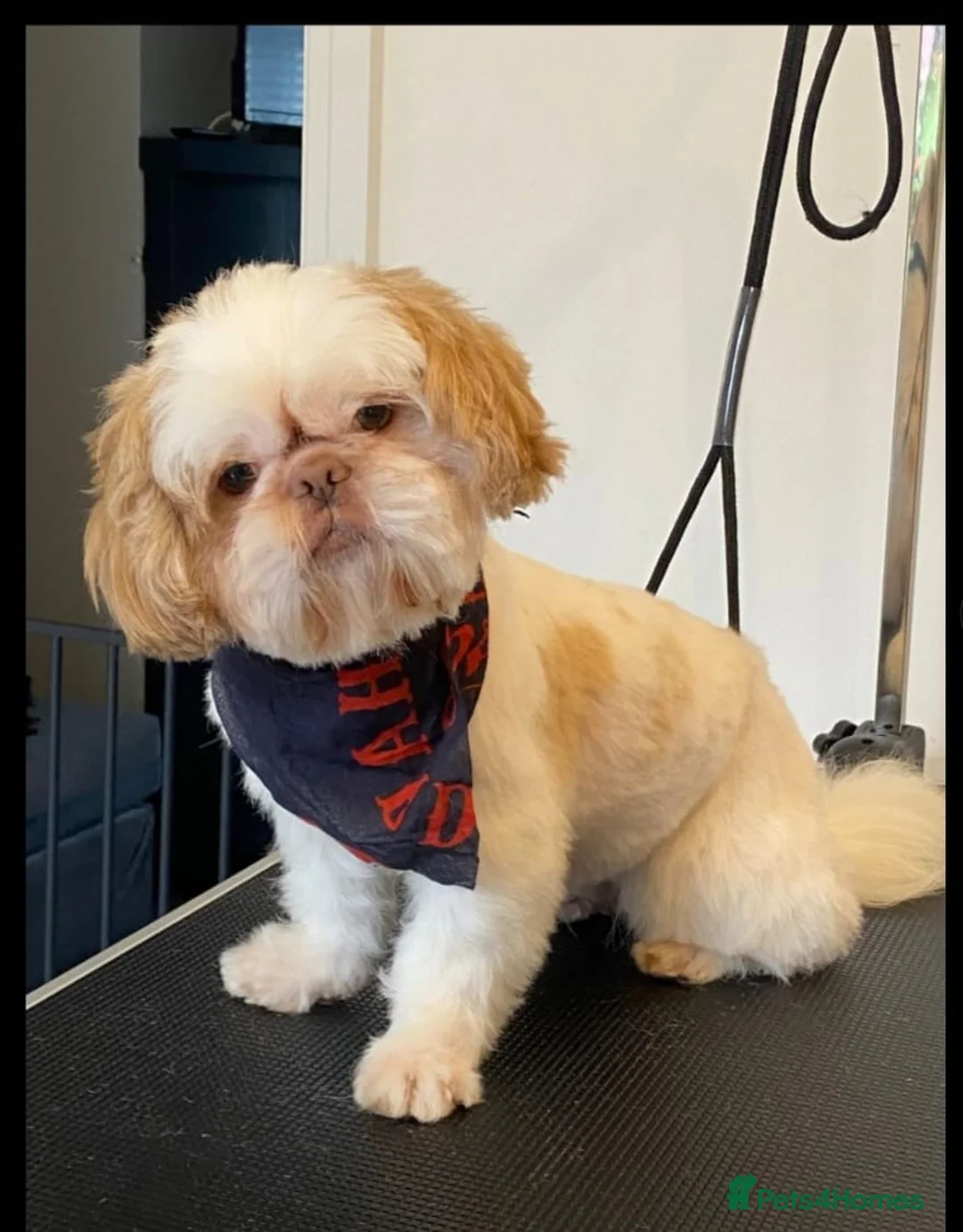 Shih Tzu dogs for sale: imperial choc platinum carrying dobbie for sale - Advert 1