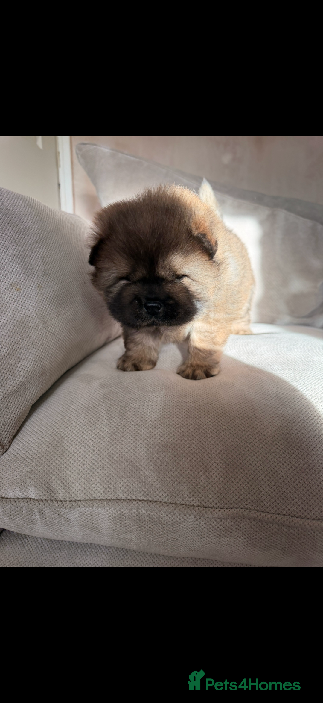 Chow Chow dogs for sale: Male chow chow puppy  - Advert 5