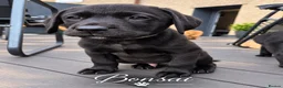 Labrador Retriever dogs for sale: Last 2 KC Registered Black Labradors – Ready Now - Advert 24