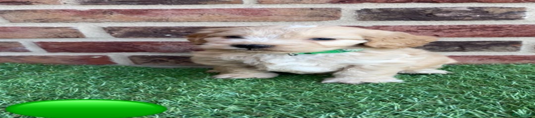 Cockapoo Puppy 2