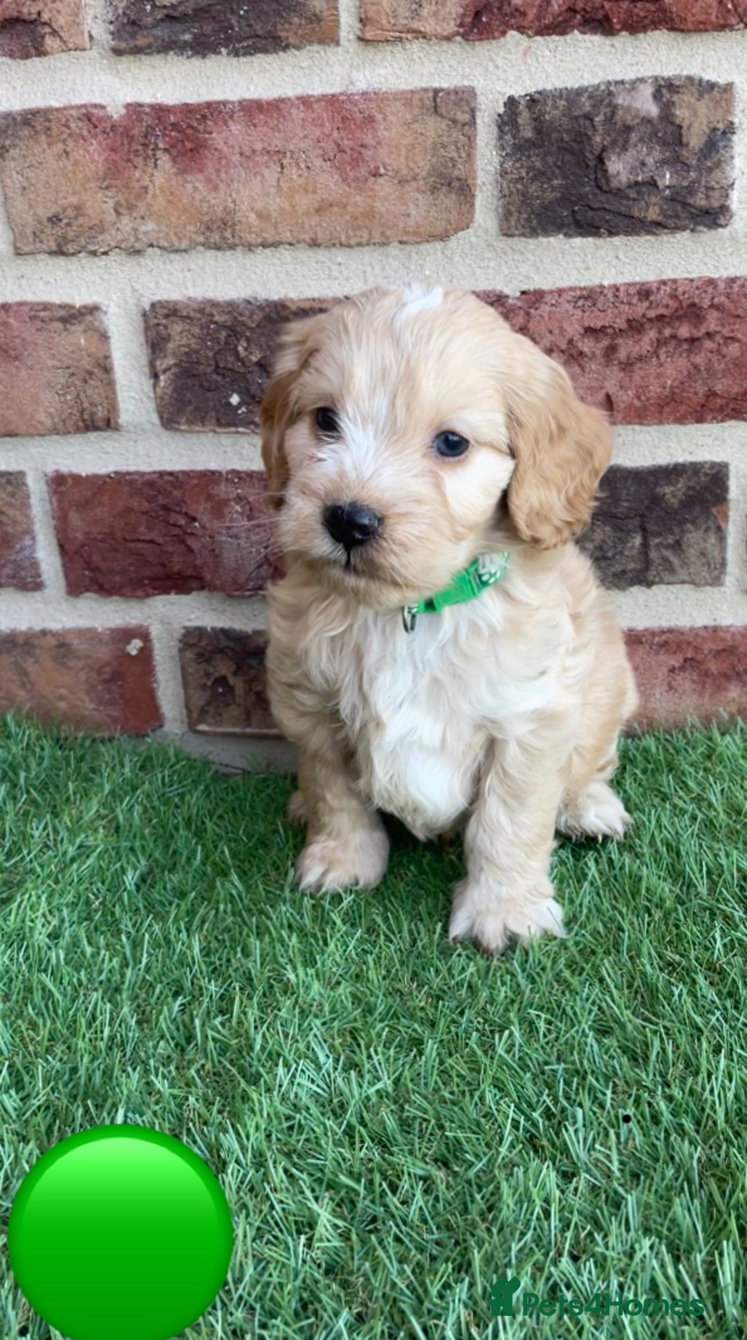 Cockapoo dogs for sale: Ready now. Cockapoos - Image 6