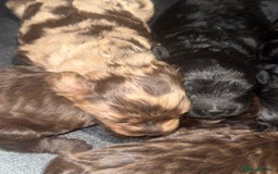 Cockapoo dogs for sale: Beautiful chocolate merle cockapoos  - Image 18