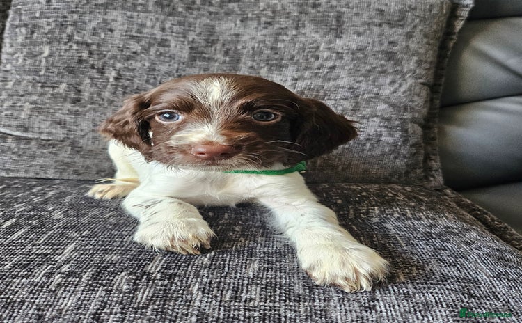 English Springer Spaniel dogs - Advert 6