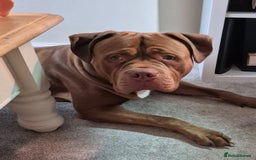 Mixed Breed dogs for sale: Oden  - Image 4