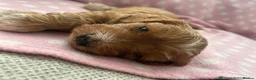 Cockapoo dogs for sale: Extensively Health Tested Parents! Beautiful! - Advert 6