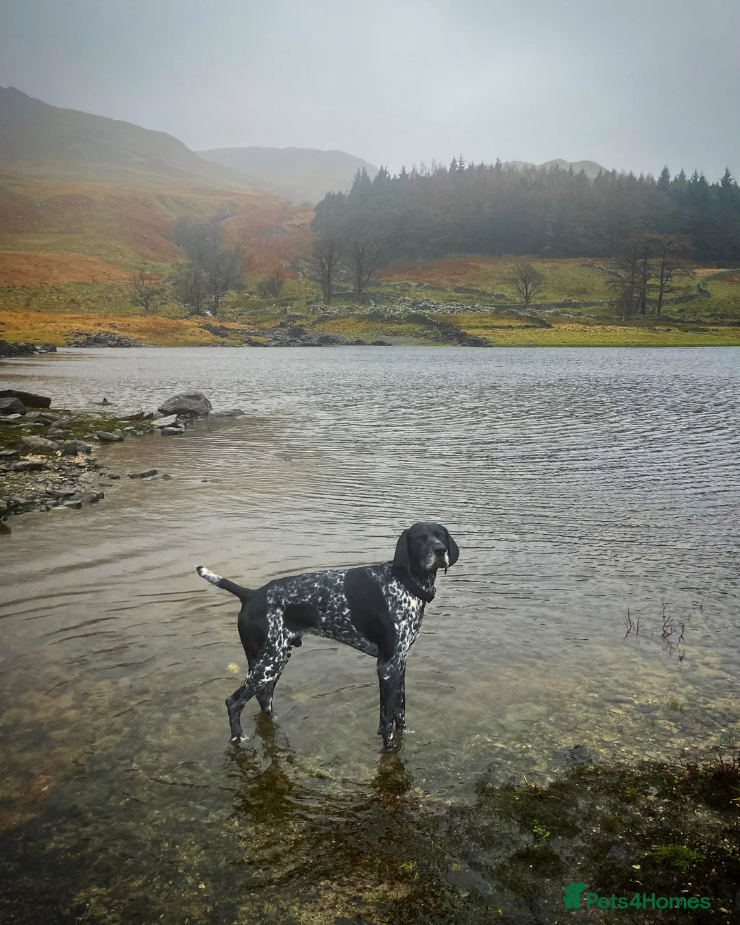 German Shorthaired Pointer dogs for stud: Pedigree GSP for stud - Advert 9
