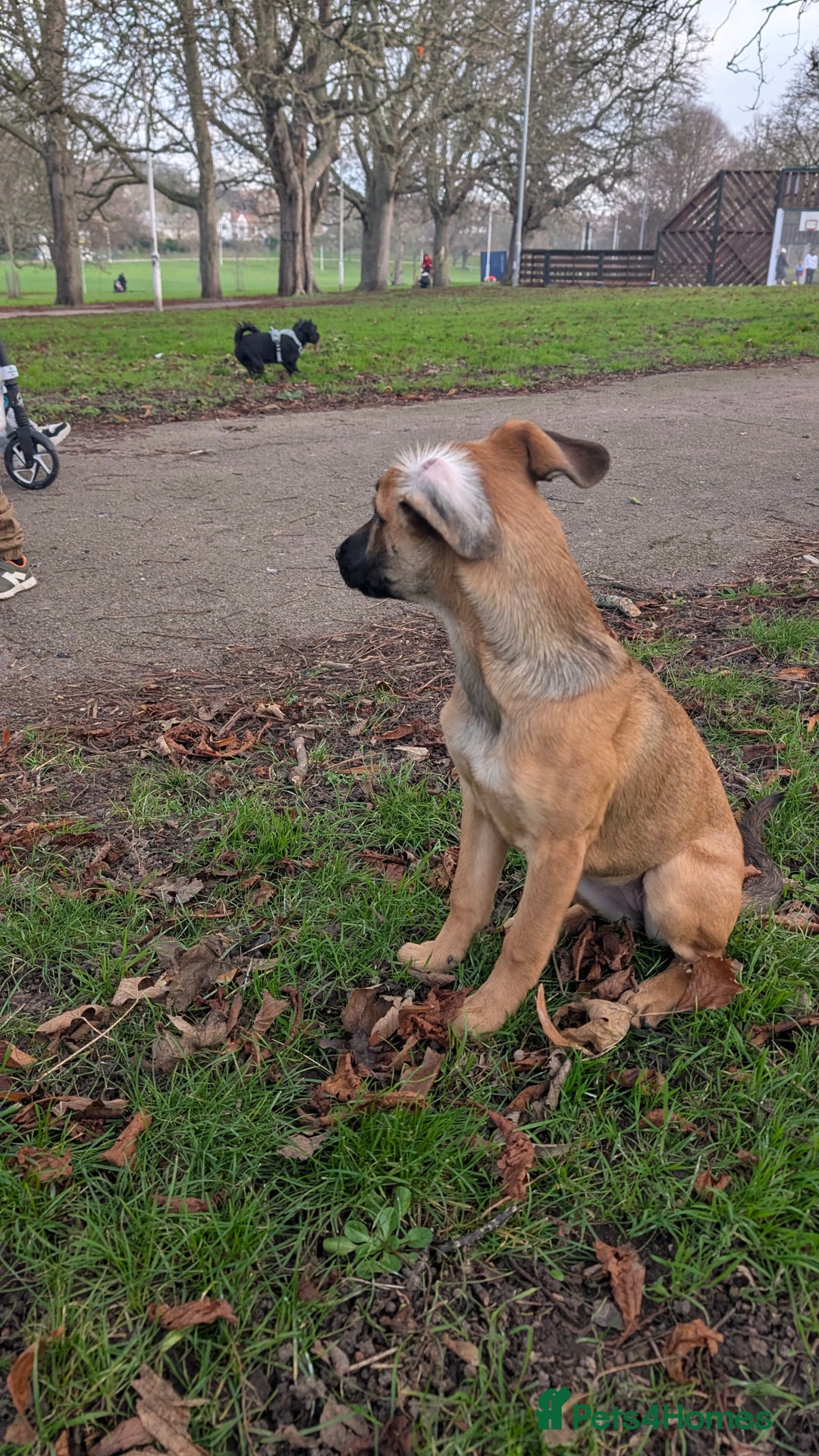 Mixed Breed dogs for sale: Dutch shepherd cross  - Advert 5