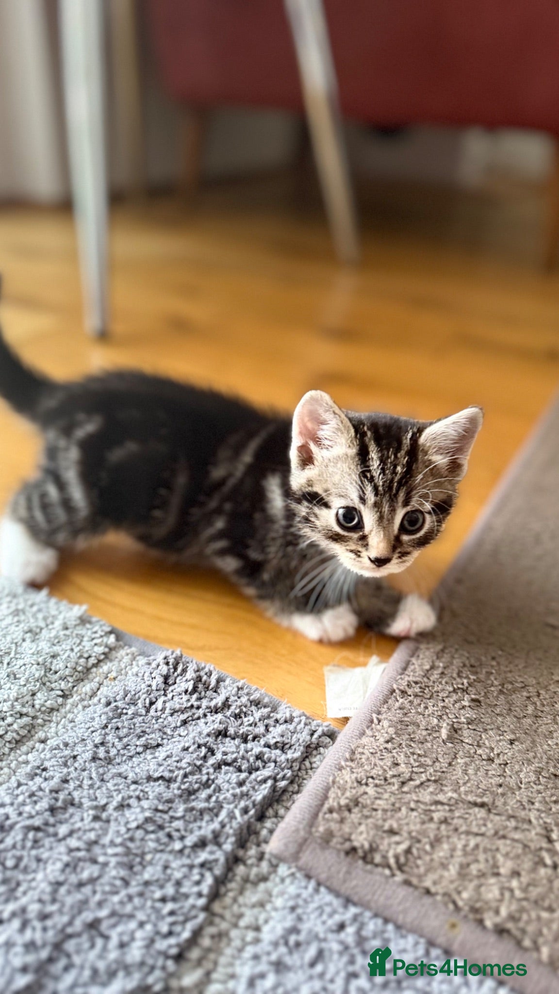 Mixed Breed cats Kittens - Advert 1